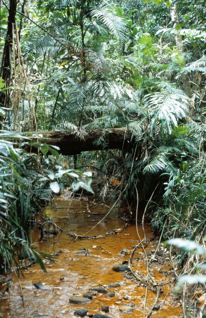 Im Broadwater Stateforest, QLD