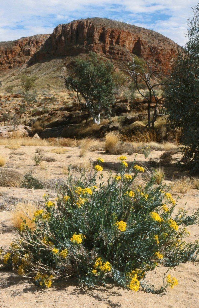 Ormiston Gorge – West MacDonnell Ranges