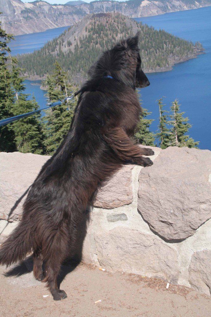 Crater Lake Oregon - Sogar unseren Hund fasziniert der Ausblick?