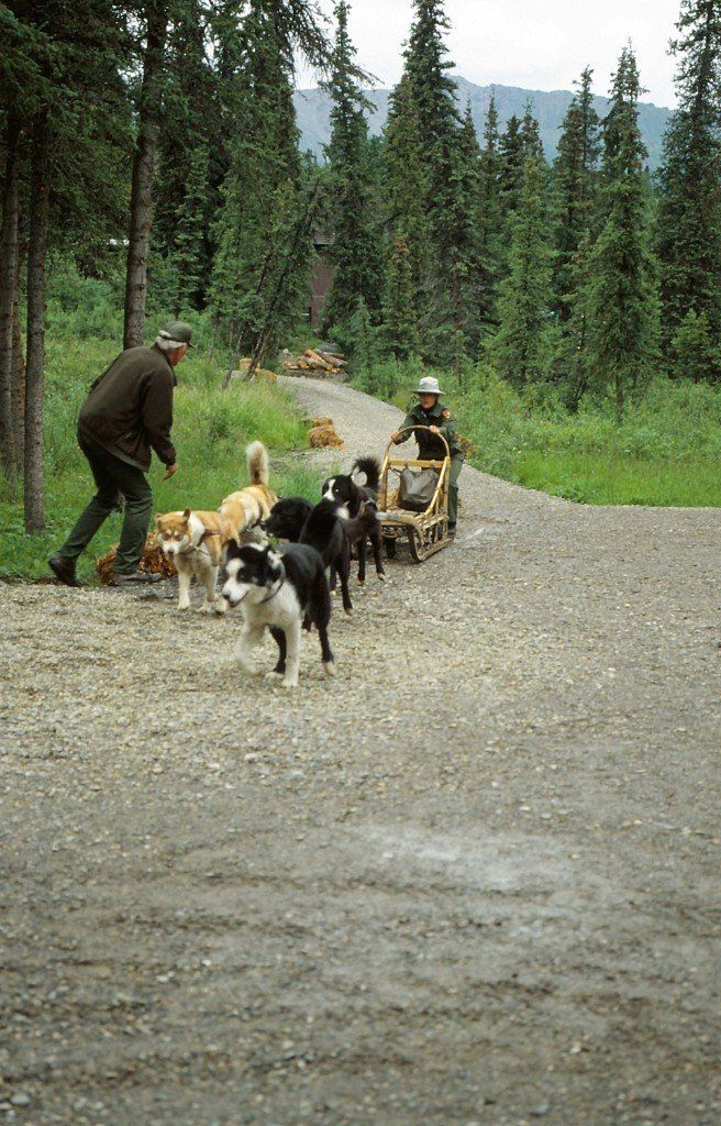 Denali Nationalpark - Schlittenhundevorführung auf Schotter