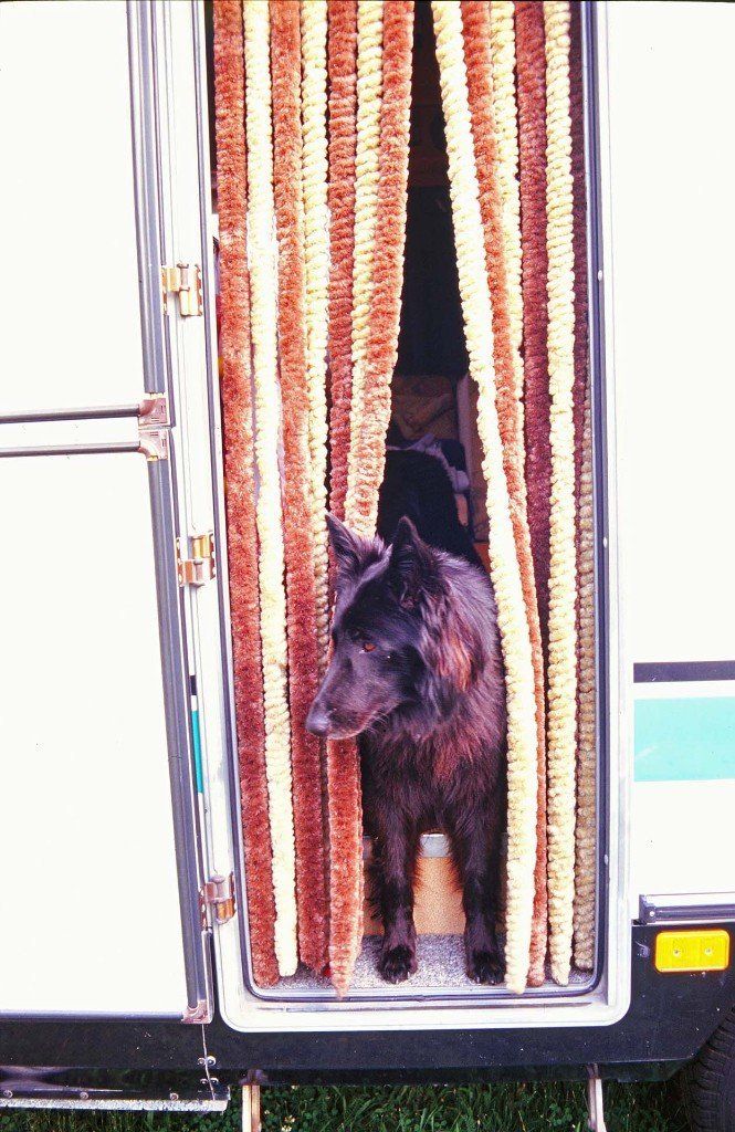 Link zum Deutschen Klub für Belgische Schäferhunde Groendael, Belgischer Schäferhund, Deutscher Klub für Belgische Schäferhunde