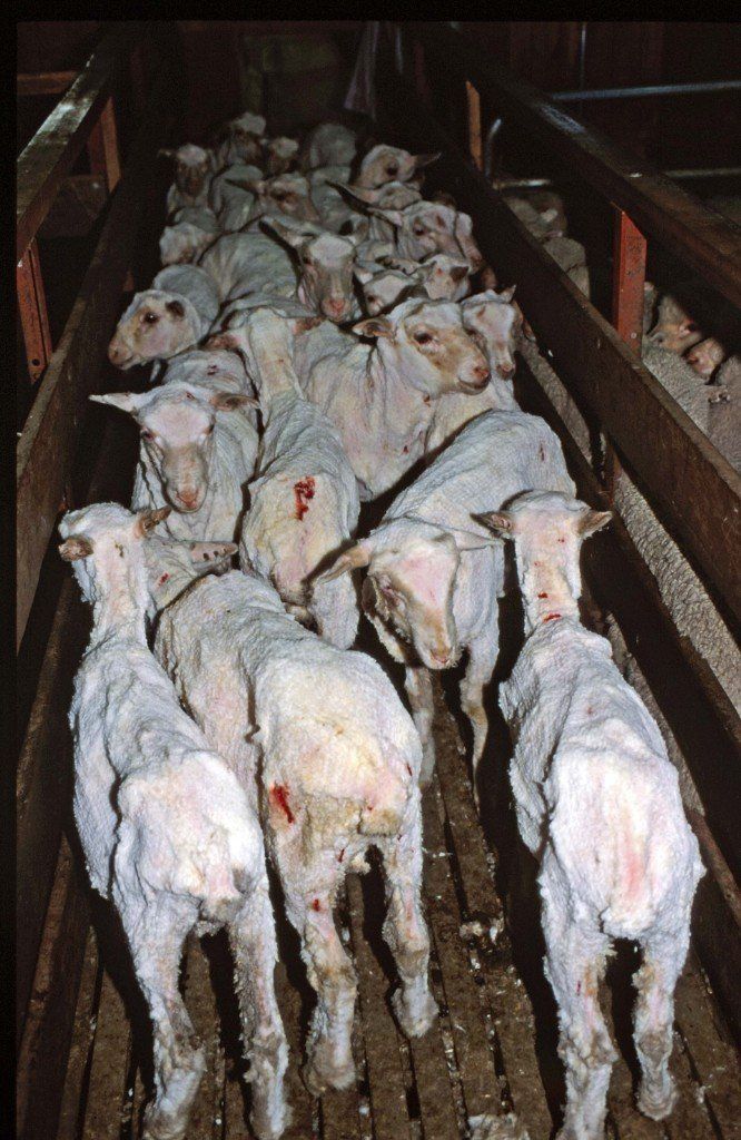 Nach der Schur - Die Lämmer wurden nicht mit Samthandschuhen angefasst