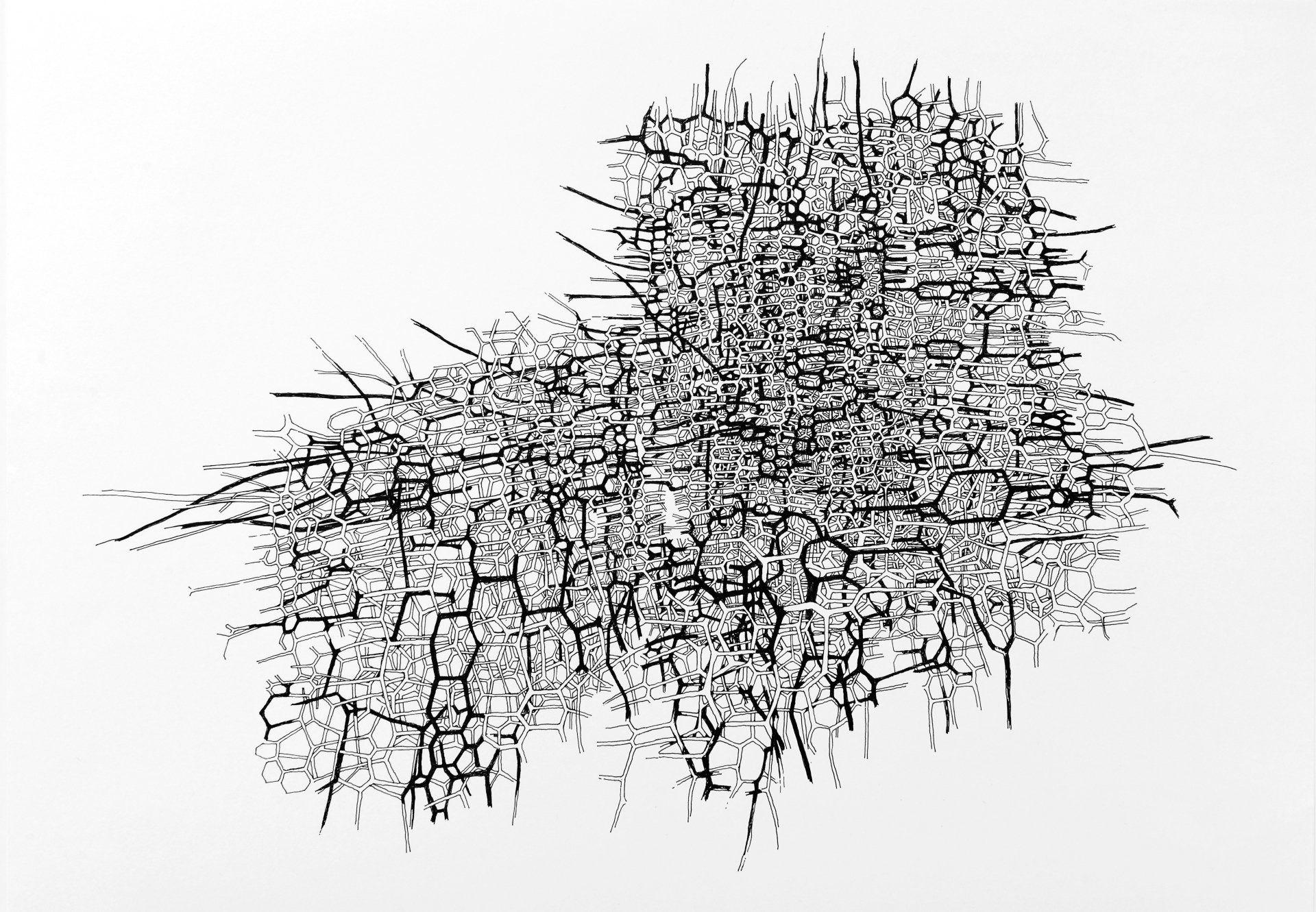 Gabriele Fischbach, Künstlerin, Kunst, Wiesbaden, Zeichnung, Zelle, Struktur