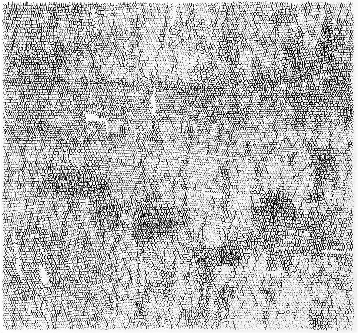 Gabriele Fischbach, Künstlerin, Kunst, Wiesbaden, Zeichnung, Zelle, Struktur