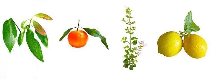 Aromathérapie : verrues