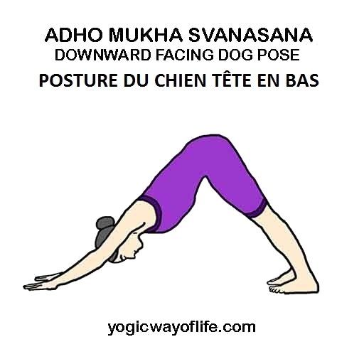 Adho Mukha Svanasana - la posture du chien tête en bas