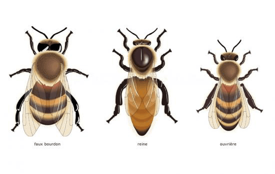 Formation en APICULTURE
