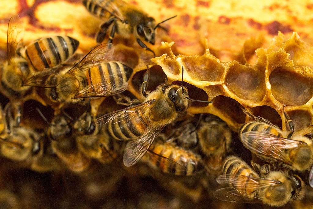 Formation en APICULTURE