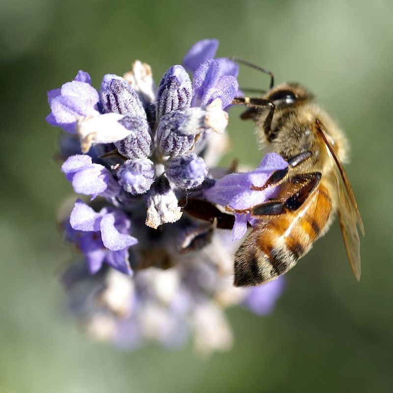 Formation en APICULTURE