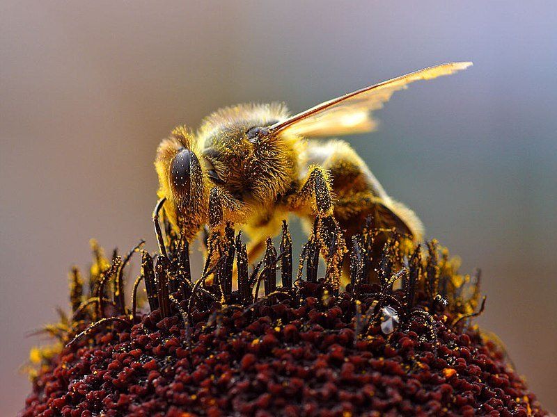 Formation en APICULTURE