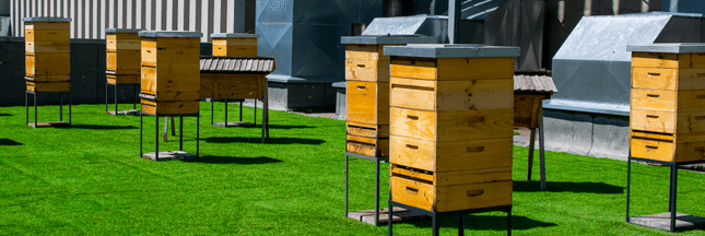 Formation en APICULTURE