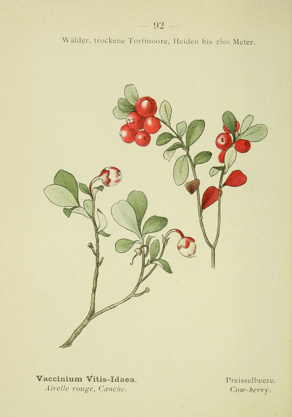 L'airelle pour renforcer la santé générale des veines