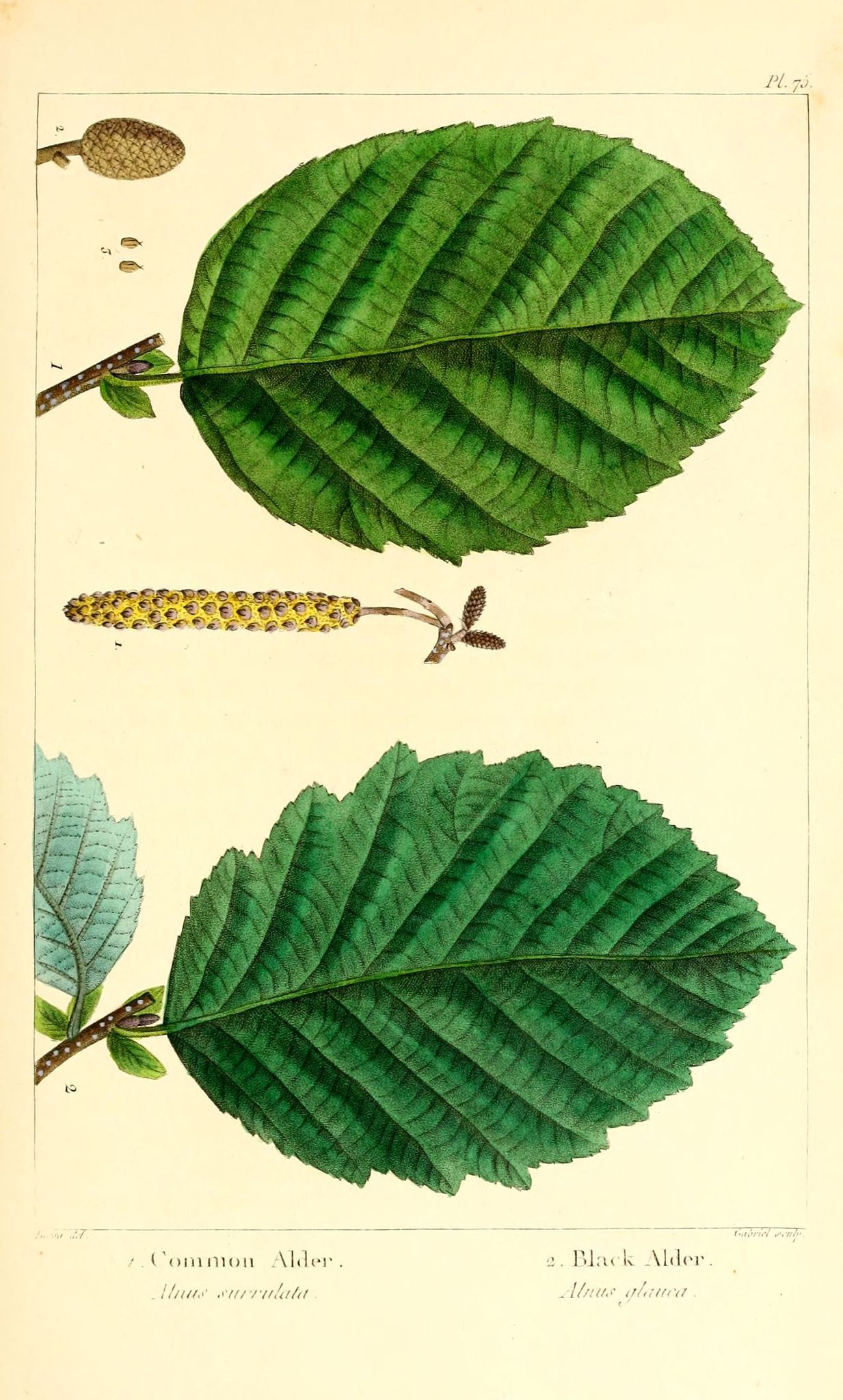 L'aulne glutineux : puissant fluidifiant sanguin