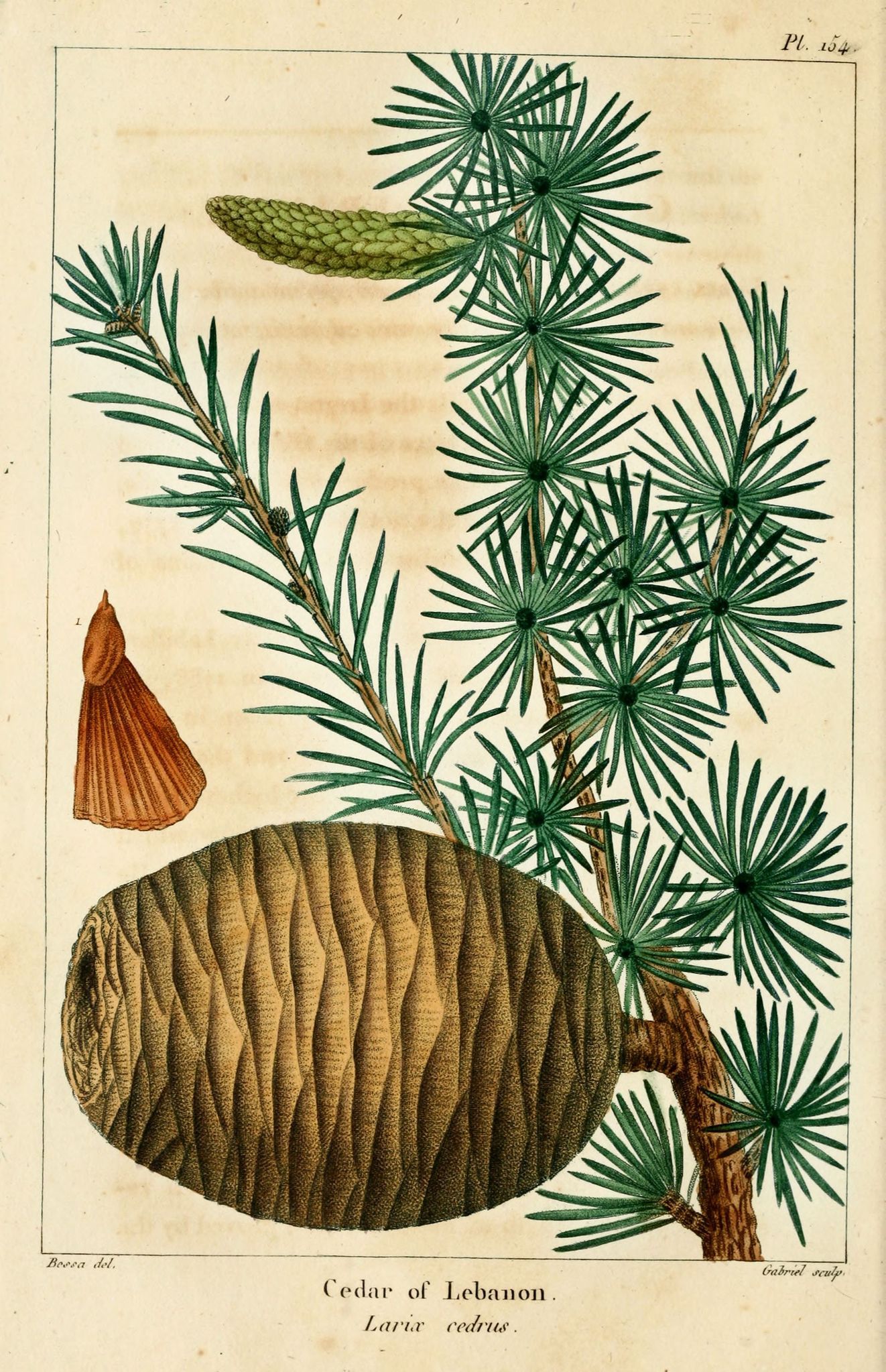 Le cèdre du Liban puissant draineur dermatologique