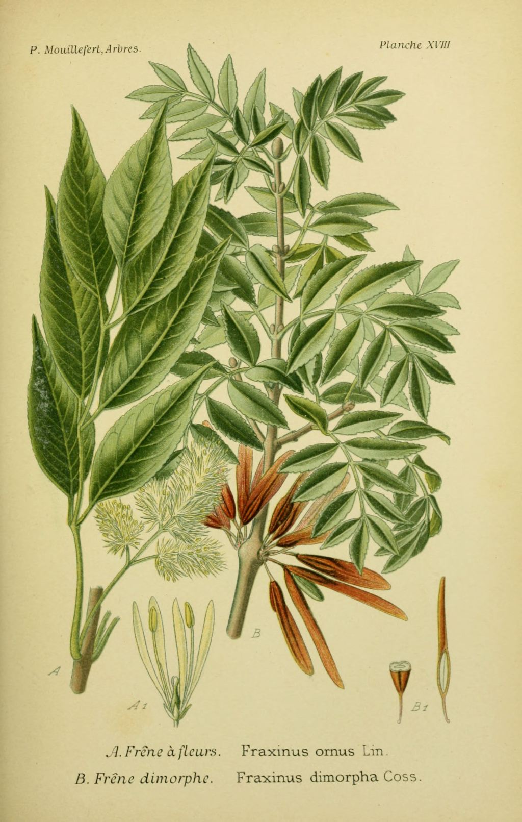 Le frêne pour ses propriétés diurétiques