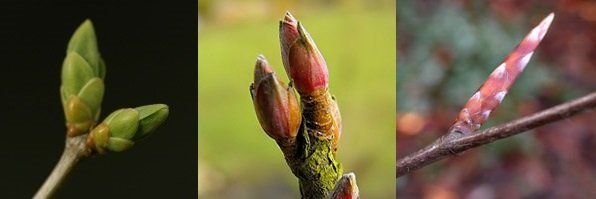 GEMMO ALLERGIES - Cassis - Bouleau Pubescent - Hêtre