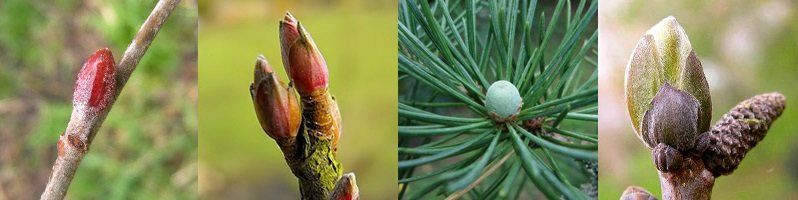 Gemmo DERMO AQUAGEMM - Aulne Glutineux - Cassis - Cèdre du Liban - Noyer