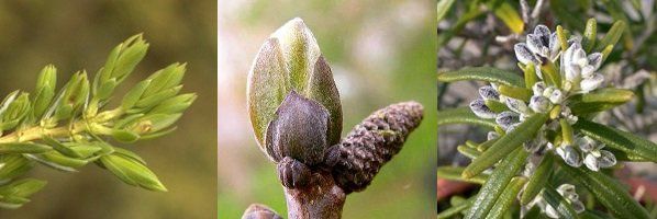 GEMMO DETOX - Genévrier - Noyer - Romarin