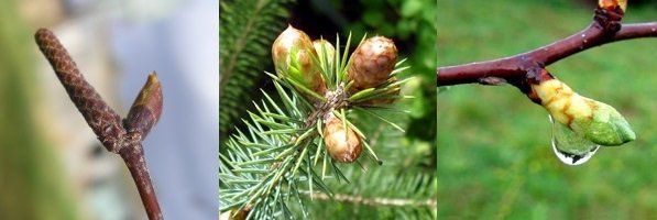 GEMMO RESIST AQUAGEMM - Sapin - Bouleau - Eglantier