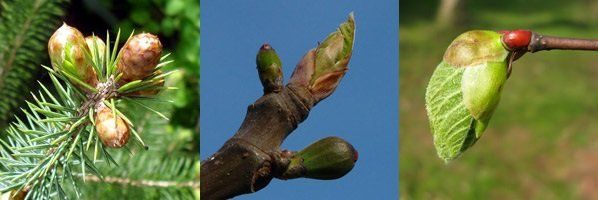 GEMMO Stress - Figuier - Sapin - Tilleul