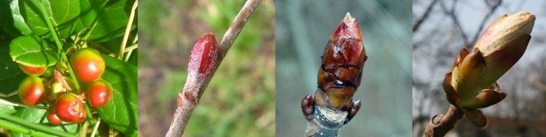 GEMMO VEINEUX - Airelle - Aulne Glutineux - Châtaignier - Marronnier