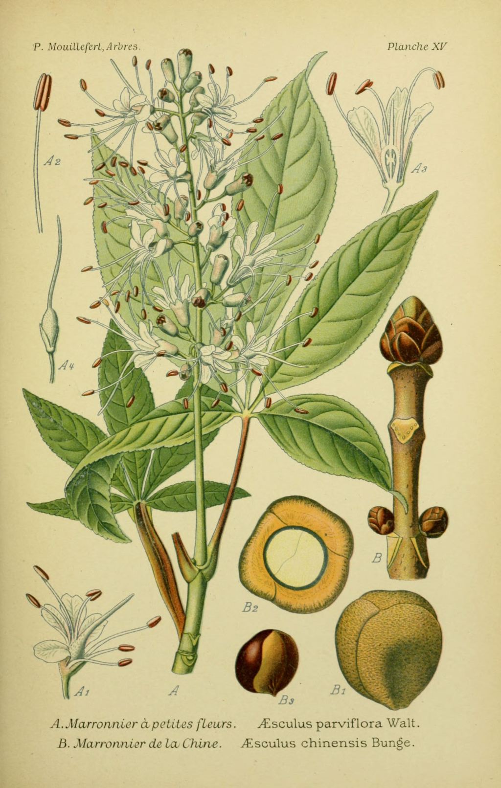 Le marronnier contre l'insuffisance veineuse