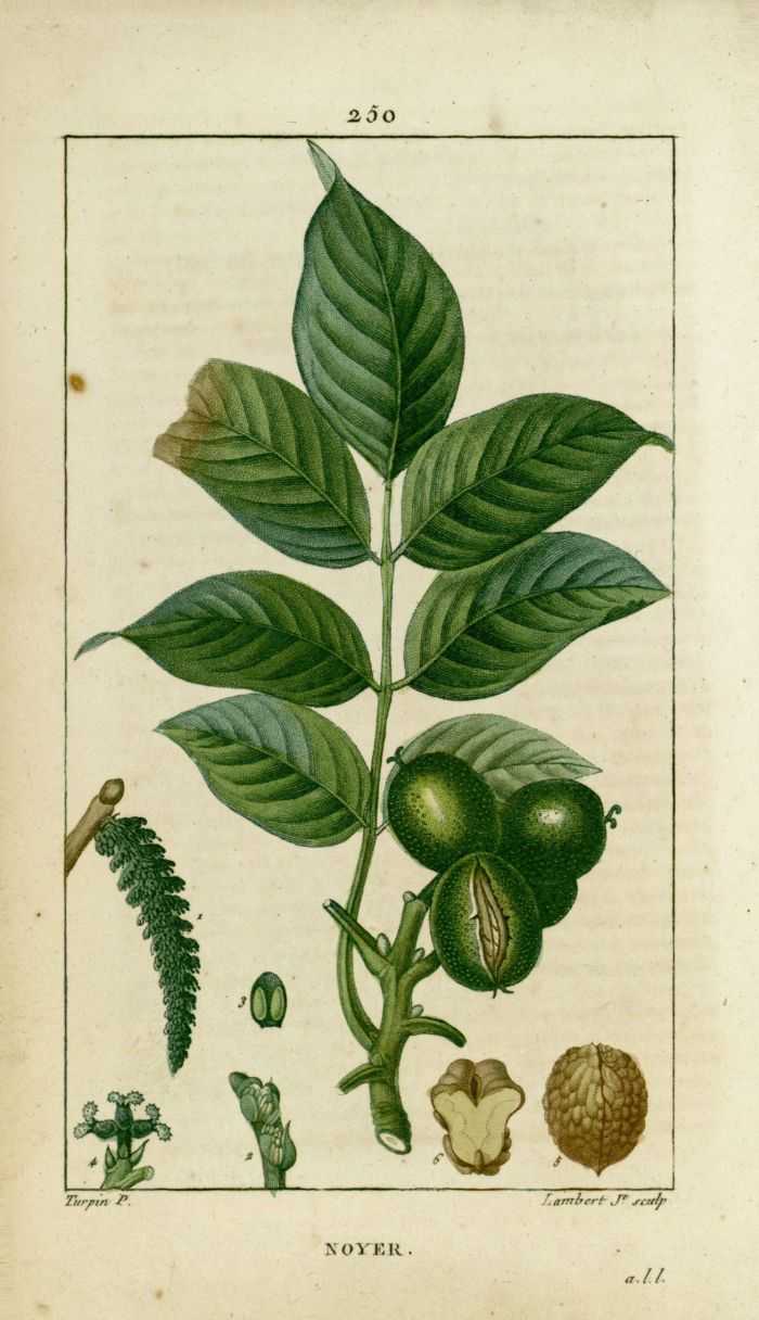 Le noyer pour reconstituer la flore intestinale