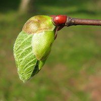 Le tilleul pour apaiser les angoisses et le stress