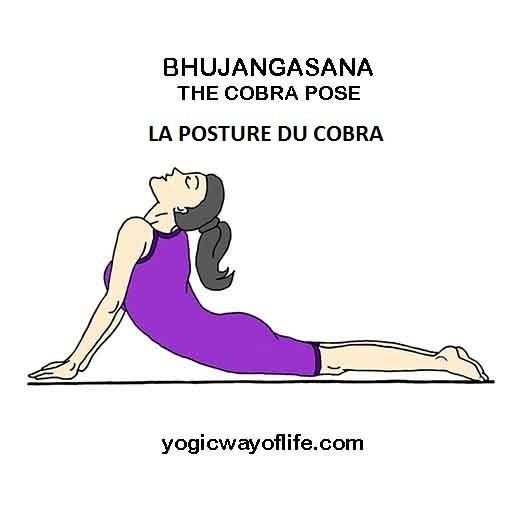 Bhujangasana - la posture du cobra - the cobra pose