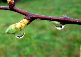 Les bourgeons d'aubépine : la plante du coeur