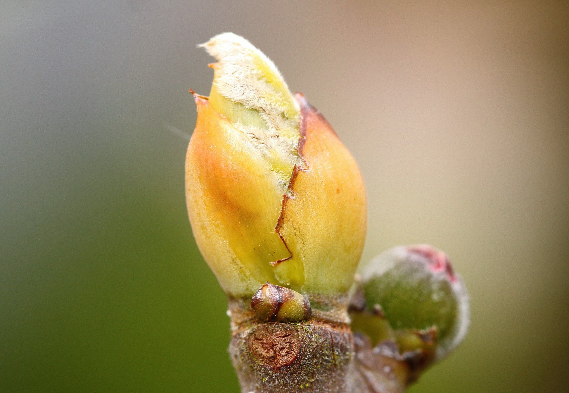 Les bourgeons de figuier contre le stress