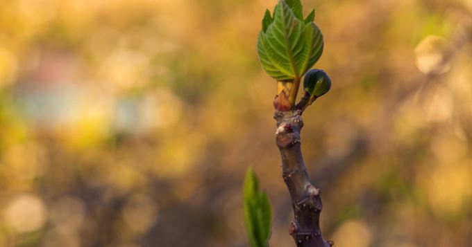 Les bourgeons de figuier contre la déprime