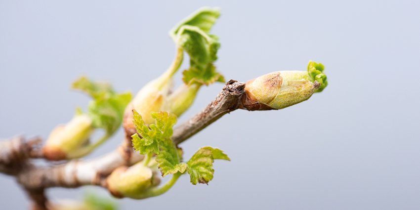 Les bourgeons de cassis : la plante de l'énergie