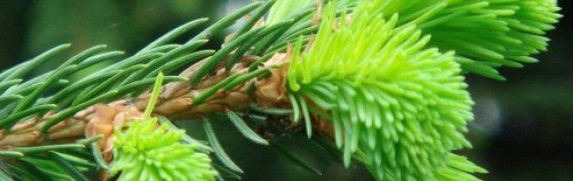Les bourgeons de sapin pectiné pour le capital osseux