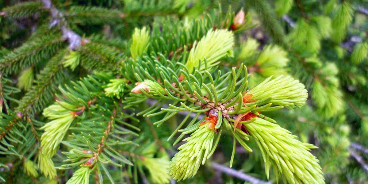 Le Sapin stimule et fluidifie le système respiratoire