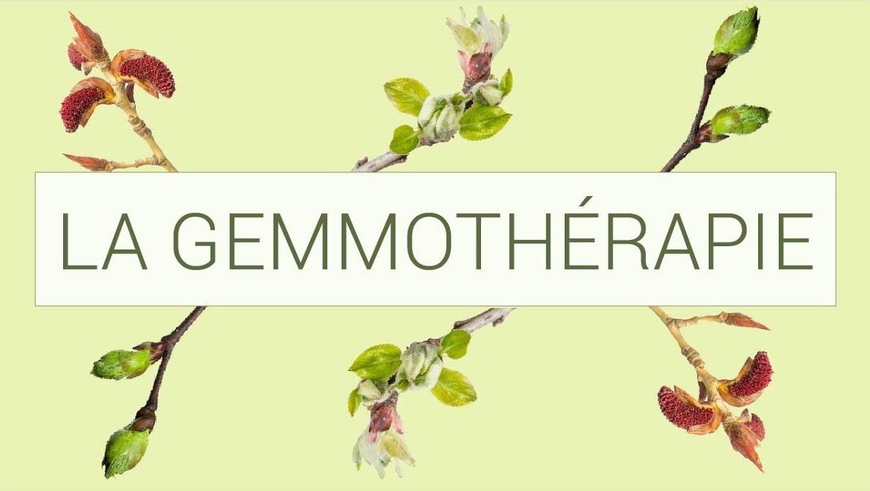 La gemmothérapie ou la thérapie par les bourgeons