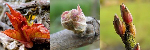 GEMMO ARTICULATIONS - Vigne vierge - Vigne - Cassis