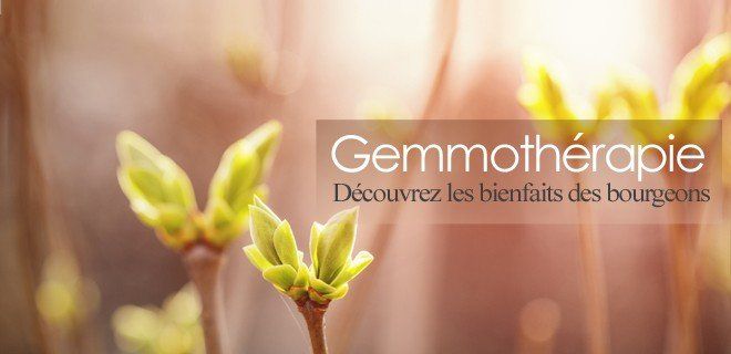 Les bienfaits de la gemmothérapie