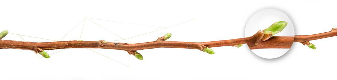 La gemmothérapie ou la thérapie par les bourgeons