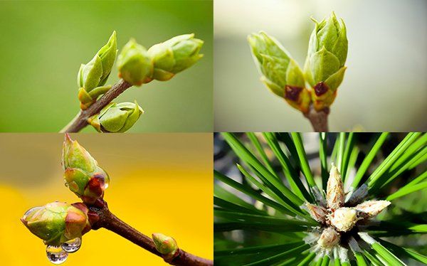 Les bienfaits de la gemmothérapie