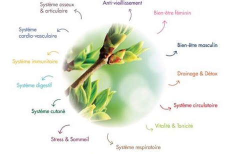 La gemmothérapie : comment l'utiliser ?