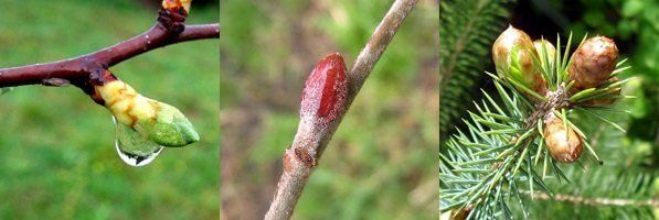 GEMMO IMMUNO ENFANT AQUAGEMM - Aulne glutineux - Eglantier - Sapin pectiné