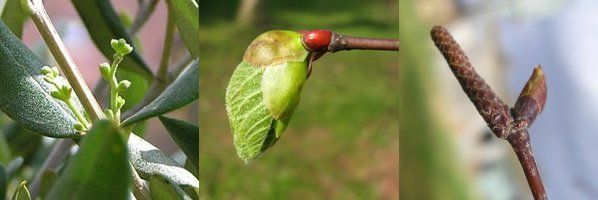 GEMMO SOMMEIL - Bouleau - Olivier - Tilleul