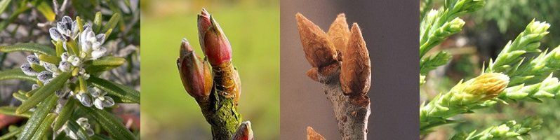 GEMMO TONUS - Chêne - Romarin - Séquoia - Cassis