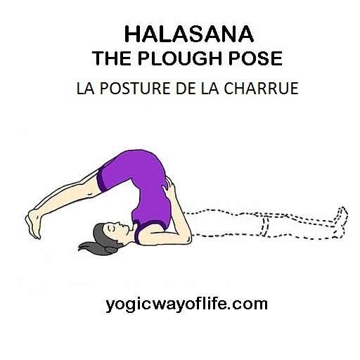 Halasana -  la posture de la charrue - the plough pose