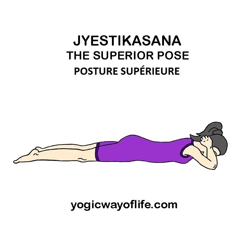Jyestikasana - la posture supérieure  - the superior pose