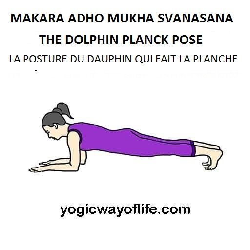 Makara Adho Mukha Svanasana - la posture du dauphin qui fait la planche