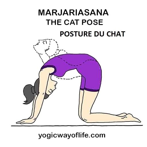 Marjariasana ou la posture du chat