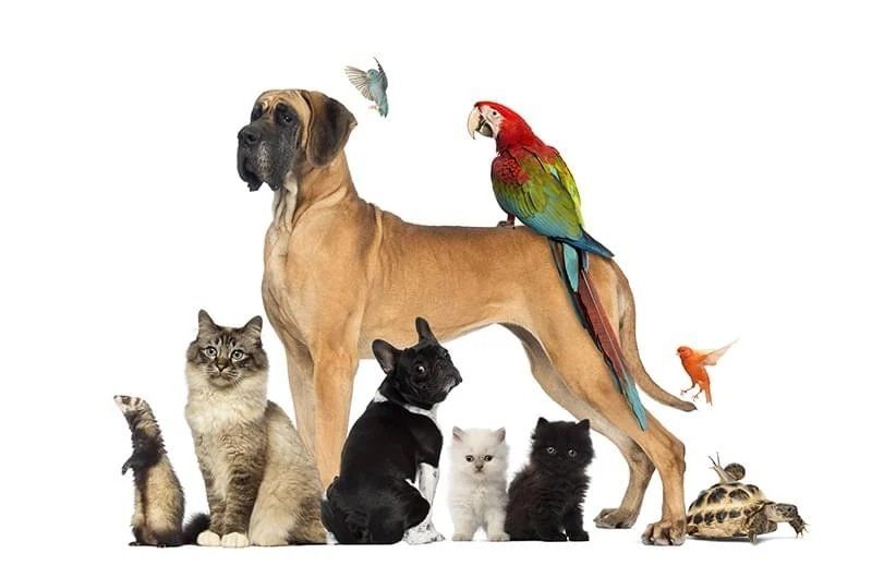 Formation Certifiante en NATUROPATHIE ANIMALIERE