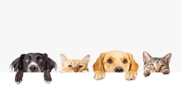 Formation Certifiante en NATUROPATHIE ANIMALIERE : Être naturopathe pour les animaux de compagnie, c’est quoi en pratique ? Formation Certifiante en NATUROPATHIE ANIMALIERE : Être naturopathe pour les animaux de compagnie, c’est quoi en pratique ?